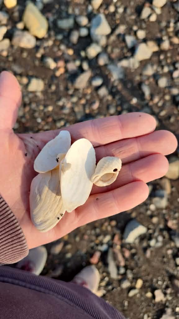 Hand holding seashells collected along the Minas Basin shoreline in Nova Scotia, a quiet Bay of Fundy day trip activity near NATURA Wilderness Resort