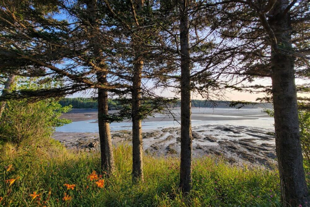 Trees and wildflowers overlooking the Minas Basin shoreline along Kempt Shore Nova Scotia