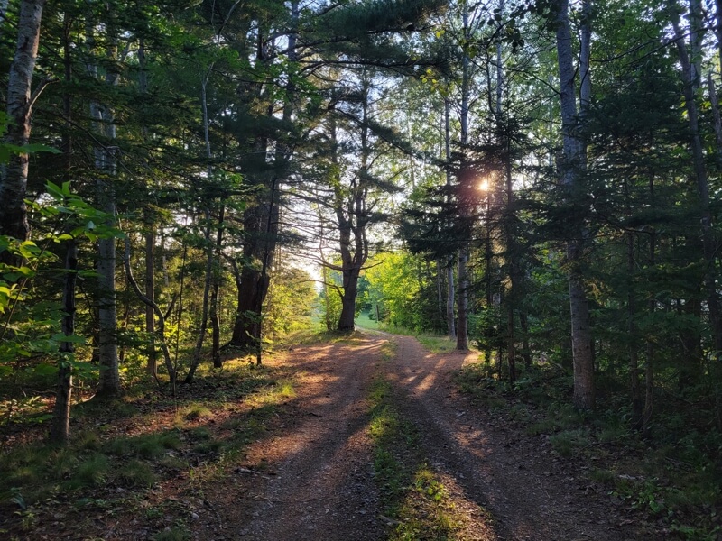 Peaceful forest path with sunlight near glamping tents in rural Nova Scotia